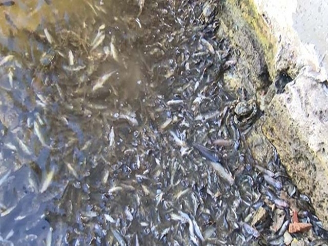 Küçükçekmece Gölü'nde binlerce balık kıyıya vurdu