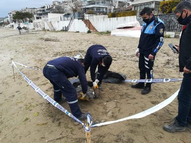 Silivri'de 90 kiloluk caretta ölü bulundu