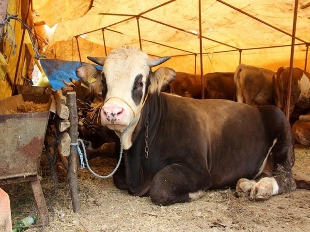 Kurbanlık sevkine ilişkin Bakanlık, kuralları belirledi