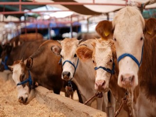 Kurbanlık fiyatları belli oldu