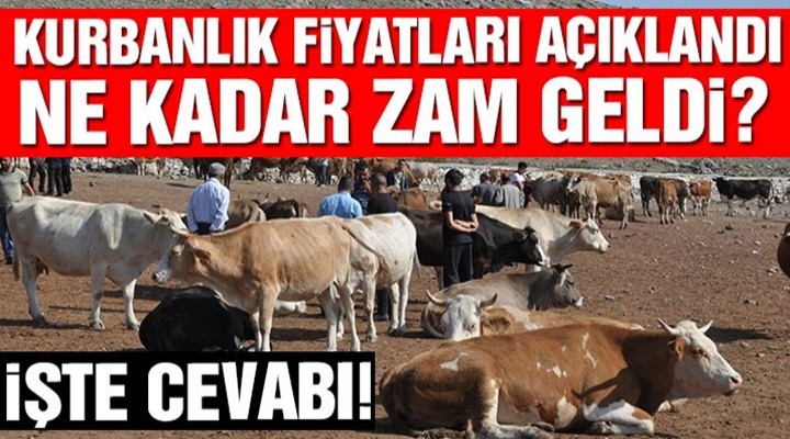 İşte 2019 kurbanlık fiyatları