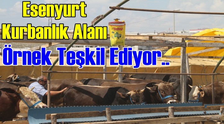 Esenyurt'ta Kurbanlık Alanı Örnek Teşkil Ediyor..