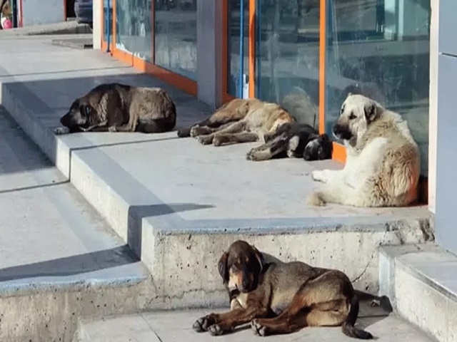 Esenyurt Belediyesi Sokak hayvanları yasasını uygulayacak mı?