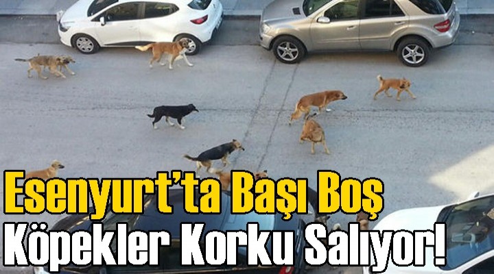 Esenyurt’ta Başı Boş Köpekler Korku Salıyor