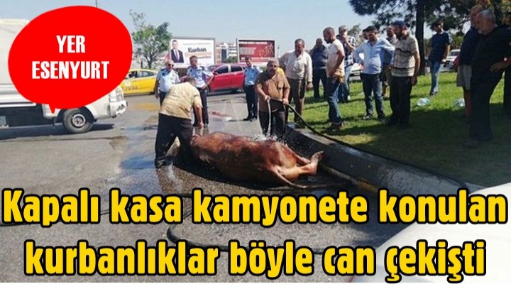 Kapalı kasa kamyonete konulan kurbanlıklar böyle can çekişti