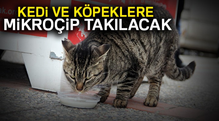 Kedi ve köpeklere mikroçip takılacak