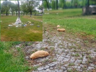 İki İlçe Sahilinde Utandıran Görüntü!