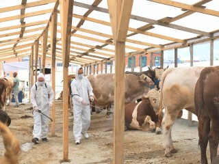 Esenyurt’ta Kurban Satış Alanında ‘Sineksavarlı’ önlem