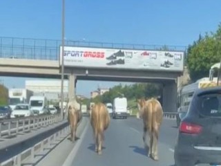 Esenyurt TEM’de Polis ekipleri ineklerin peşine düştü
