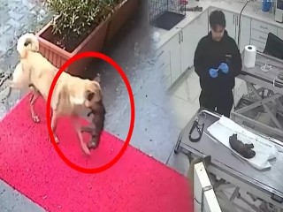 Sahipsiz köpek, ölmek üzere olan yavrusunu veterinere getirdi