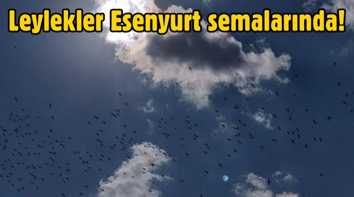 Leylekler Esenyurt semalarında!