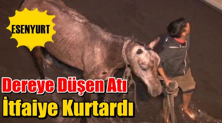 Dereye düşen at itfaiye ekipleri tarafından kurtarıldı