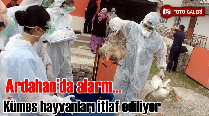 Ardahan'da Kuş Gribi Şüphesi